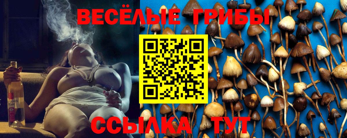 Псилоцибиновые грибы Psilocybe Камышлов